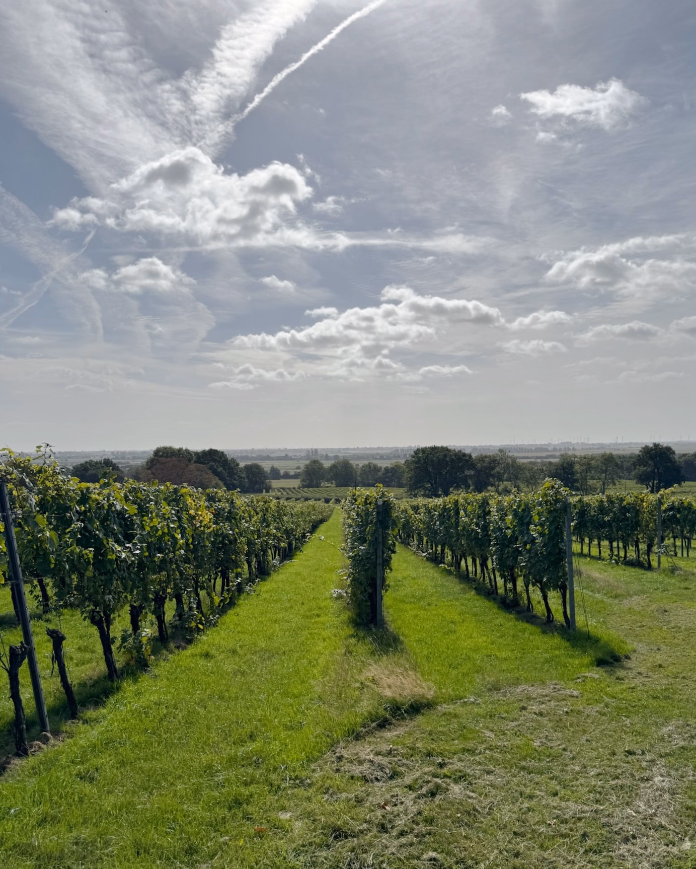 Rows of green vines on a grassy slope under a partly cloudy sky, with trees and flat countryside beyond.