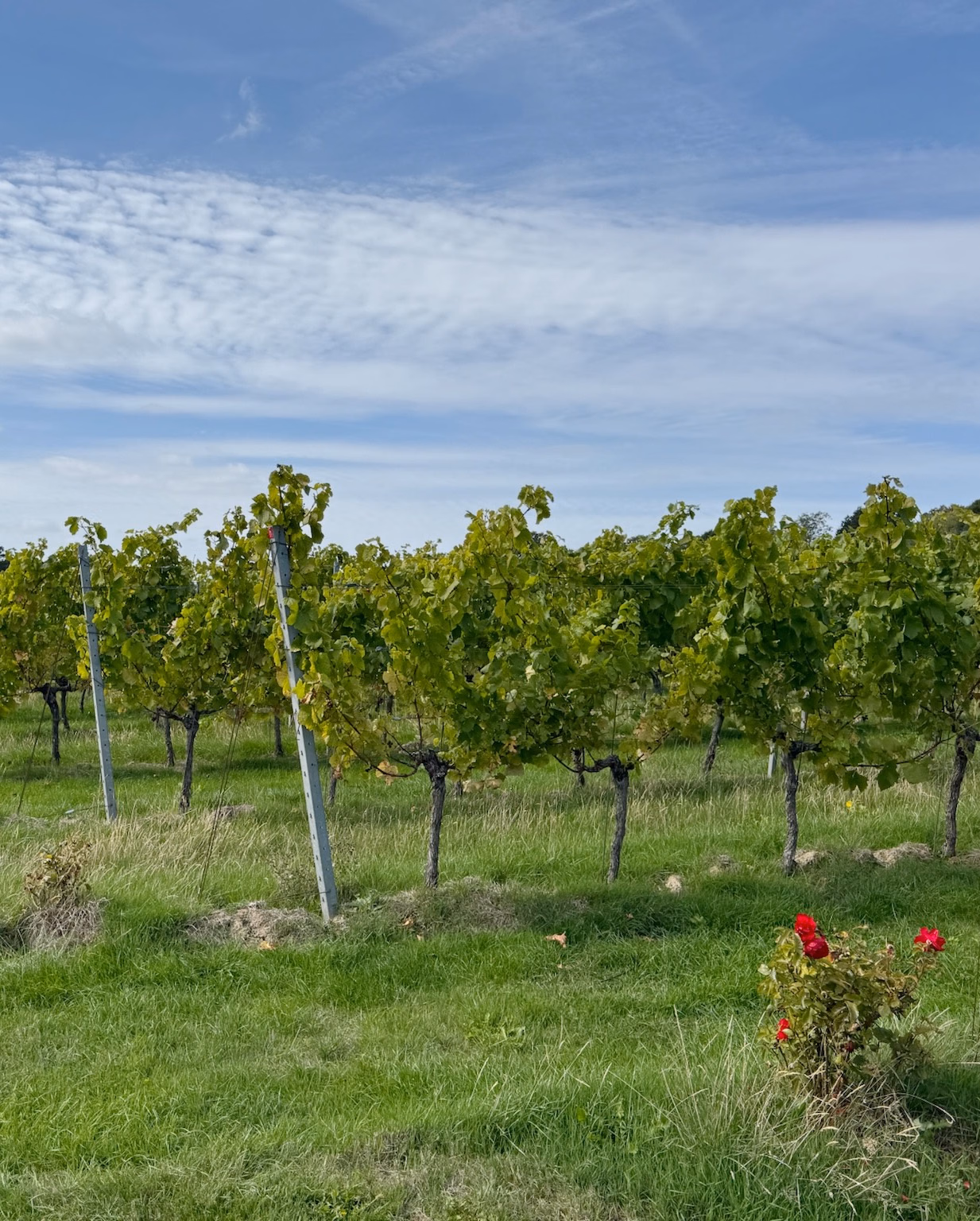 Rows of green vines on wooden posts in a grassy vineyard, with red roses in the foreground under a blue sky.