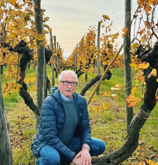Man sitting among old grapevines with yellow autumn leaves and wooden supports