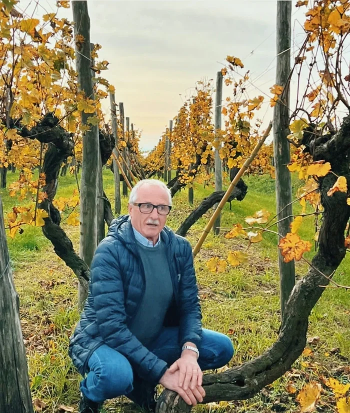 Man sitting among old grapevines with yellow autumn leaves and wooden supports