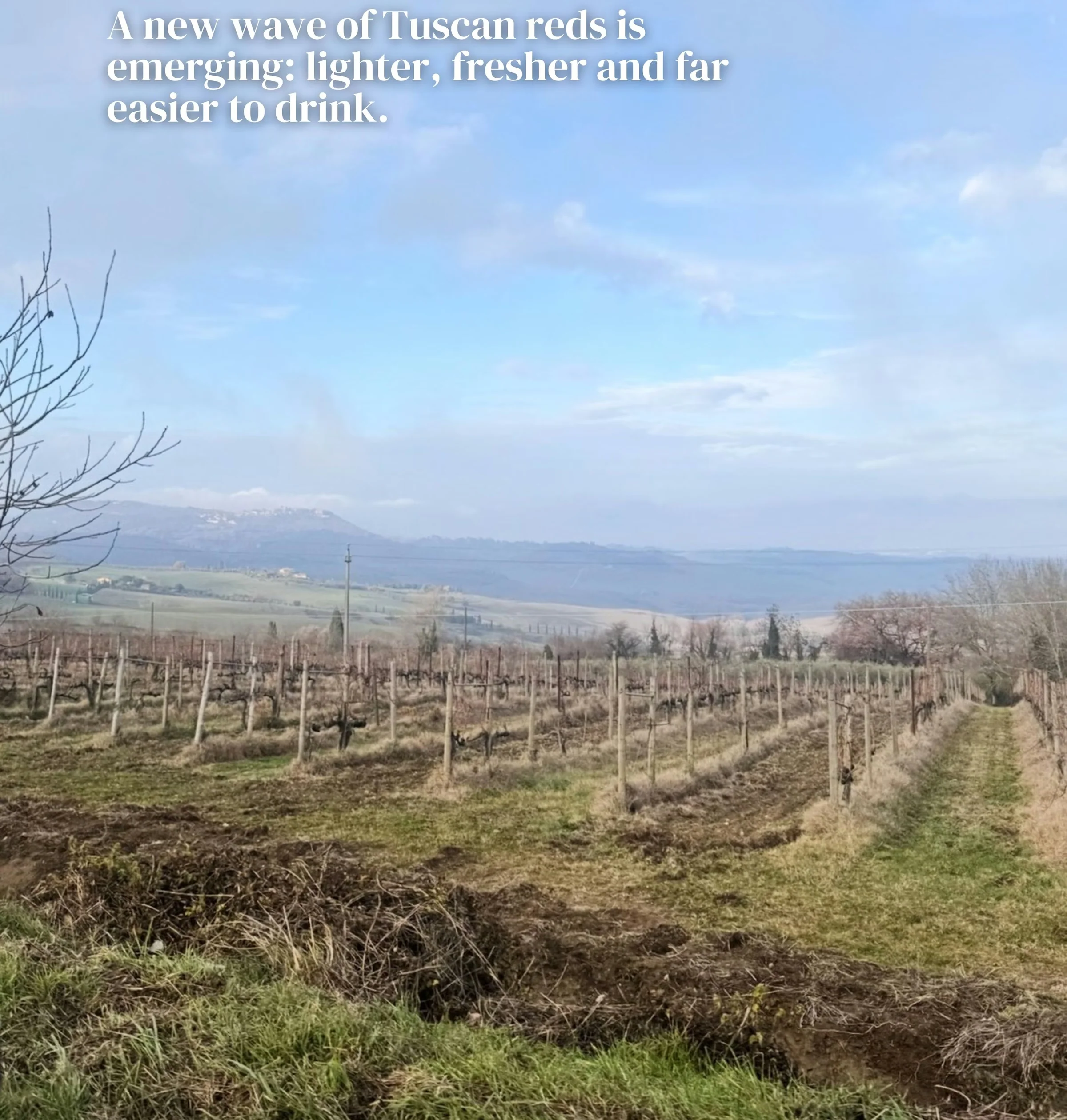 Winter vineyard landscape with leafless vines, rolling Tuscan hills and a blue sky