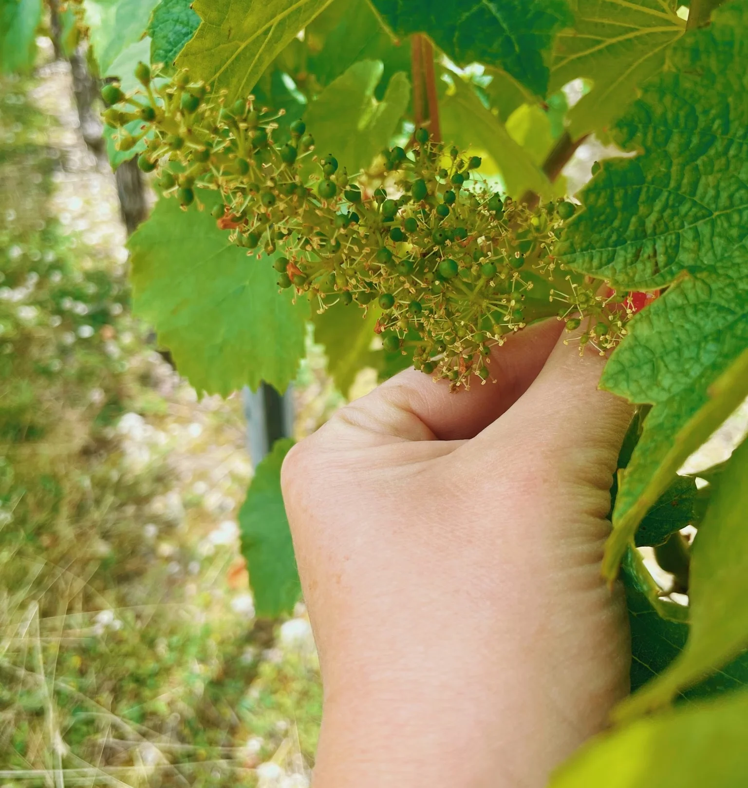 Hand holding a young cluster of green grapes among vine leaves