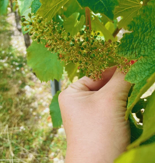 Hand holding a young cluster of green grapes among vine leaves