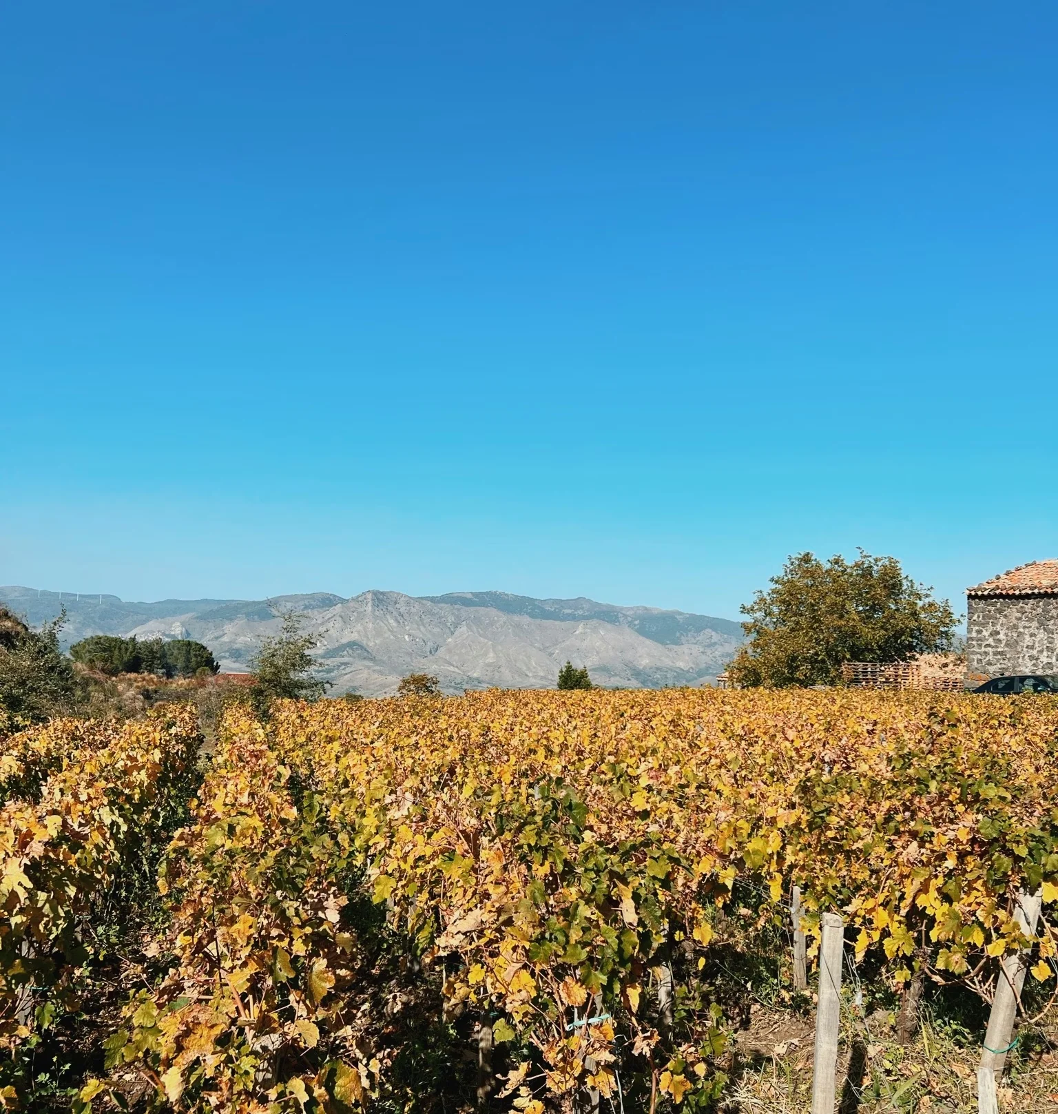 Autumn vineyard with golden vines, a mountain range and a stone building beneath a clear blue sky
