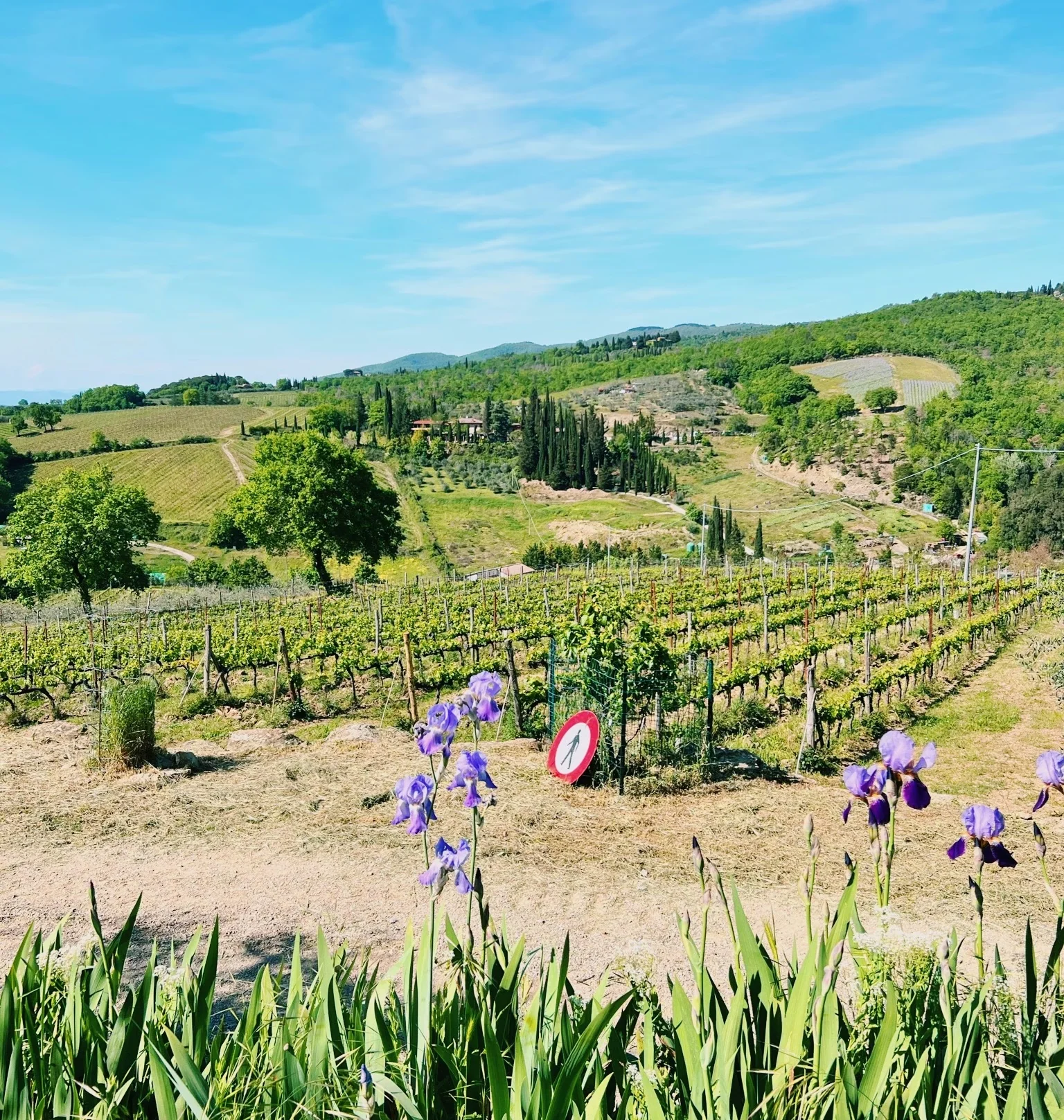 Vineyards on rolling Tuscan hills, with cypress trees and purple irises in the foreground under a blue sky