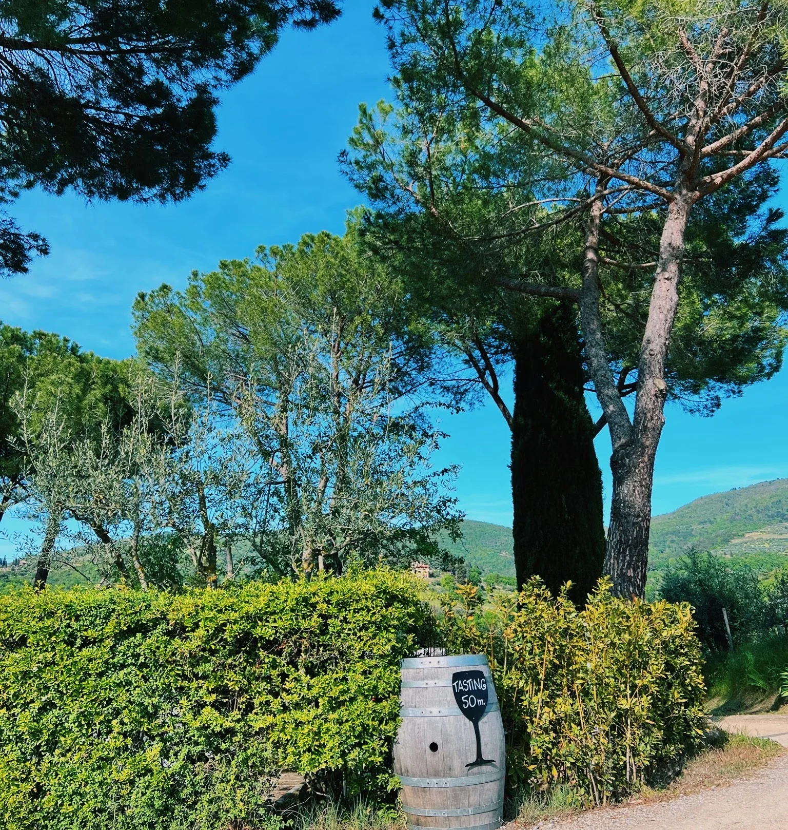 Vineyard entrance in Tuscany with a barrel marked ‘TASTING 50 m’, trees and hills beyond