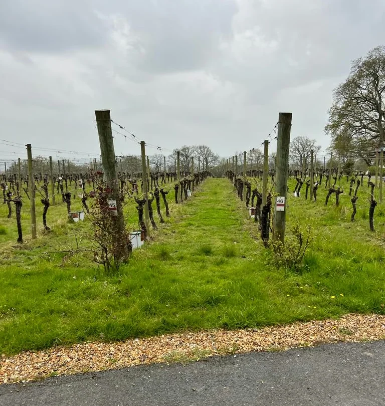 Rows of young vines beside a path beneath a cloudy sky