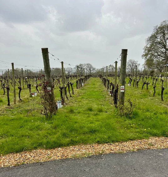 Rows of young vines beside a path beneath a cloudy sky