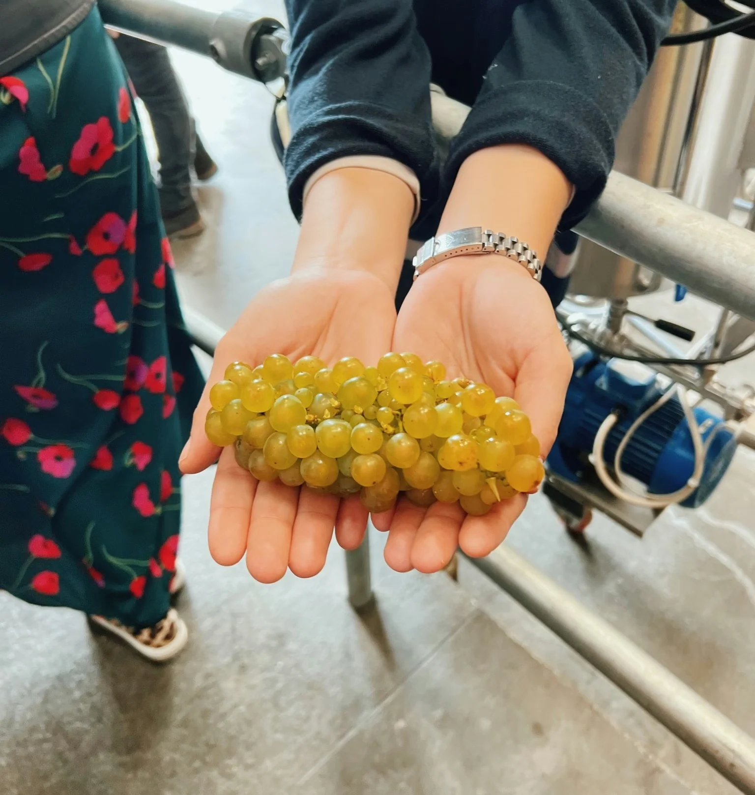 Hands holding a bunch of freshly pressed green grapes inside a winery