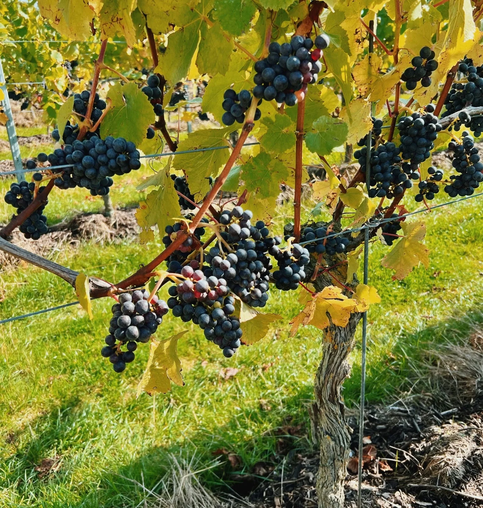 Clusters of dark grapes growing on a vine among sunlit leaves
