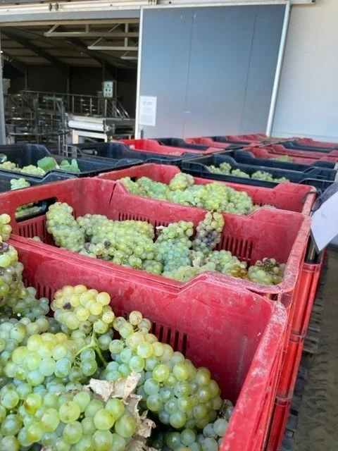 Crates of freshly picked white grapes at a winery