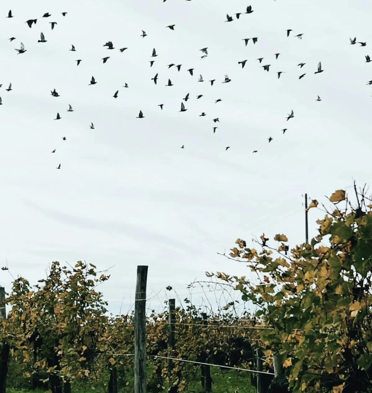Flock of birds flying over autumnal vineyard rows beneath an overcast sky