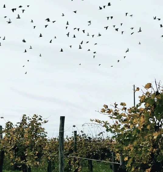 Flock of birds flying over autumnal vineyard rows beneath an overcast sky