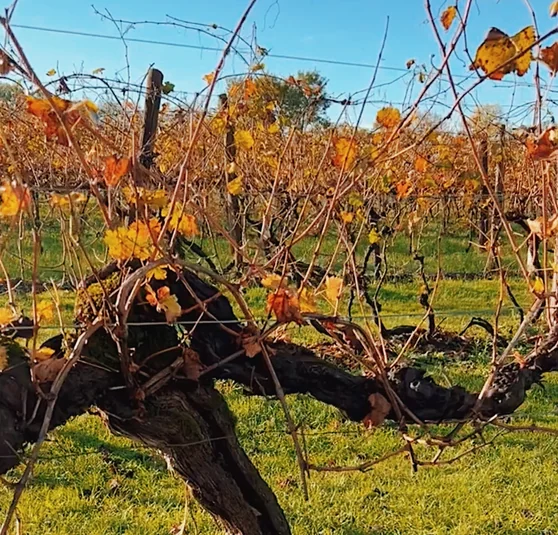 Gnarled old grapevines with autumn leaves growing in a sunlit vineyard