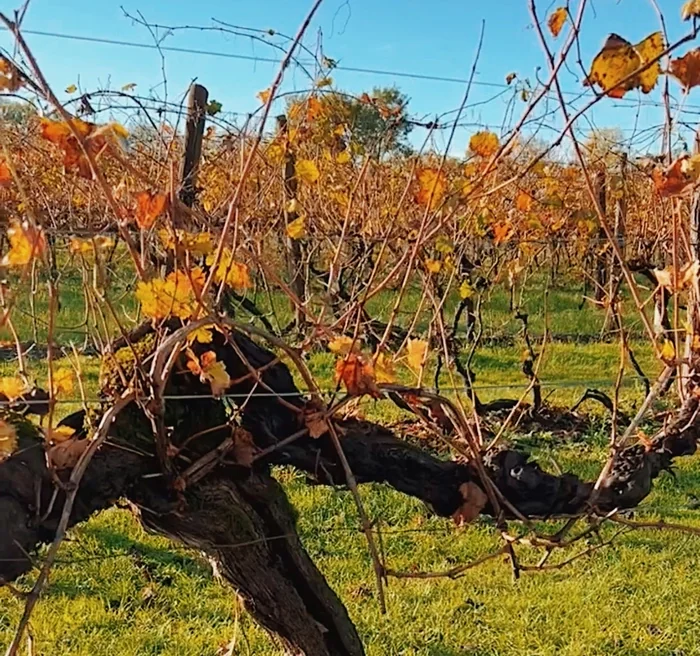 Gnarled old grapevines with autumn leaves growing in a sunlit vineyard