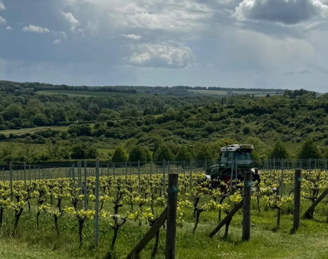 How to Identify Pinot Meunier in the Vineyard