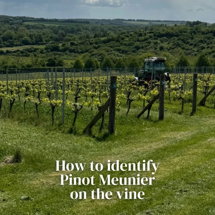 Vineyard with tractor and hills under cloudy sky