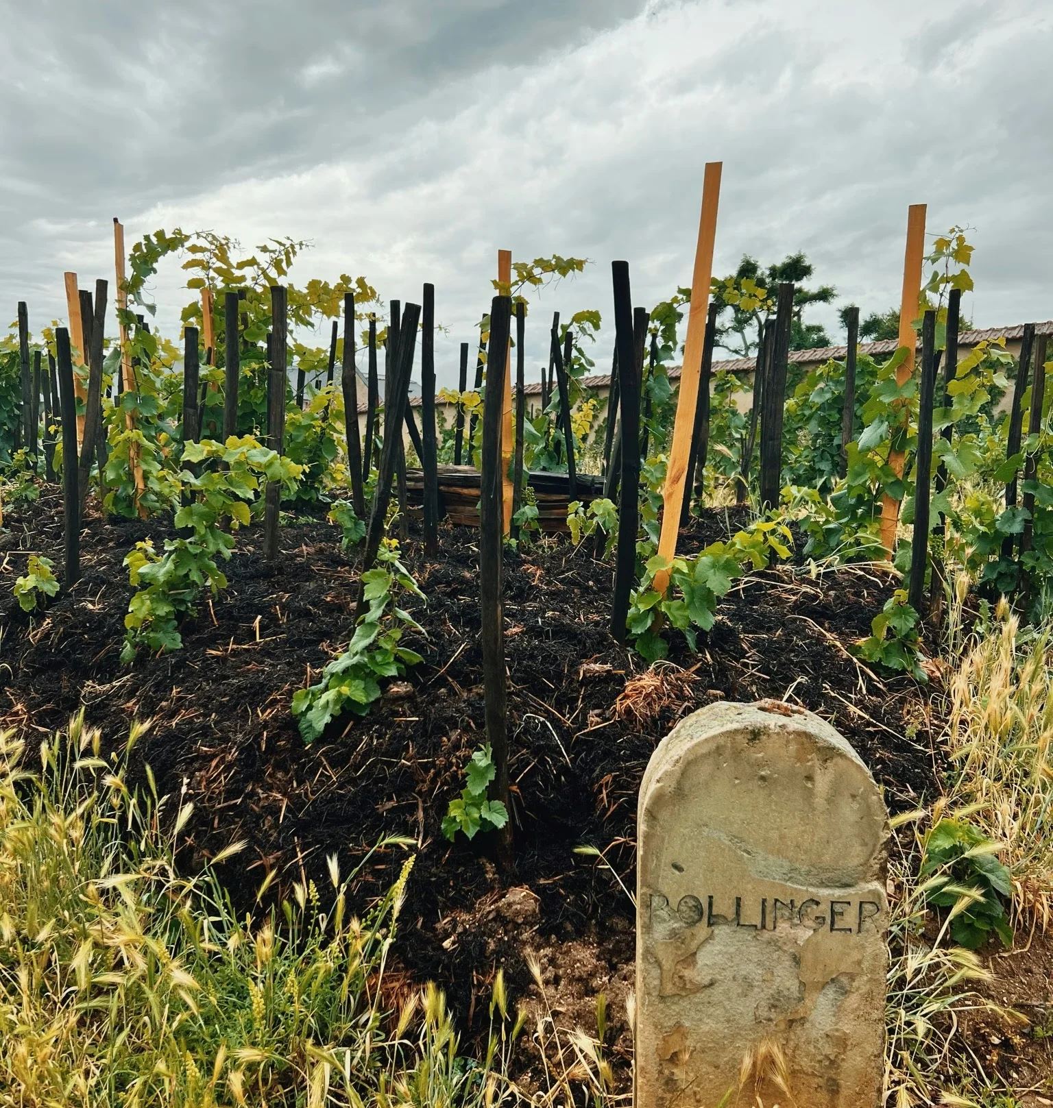 Young grapevines with wooden posts and a Bollinger stone marker beneath a cloudy sky