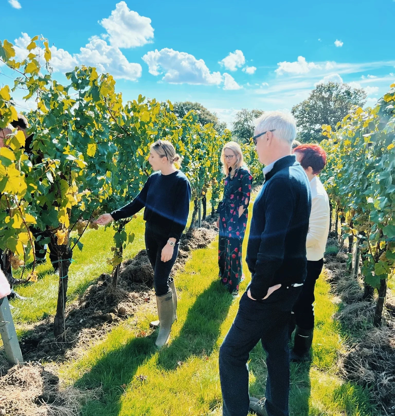 Four people walk between rows of grapevines during an English vineyard visit.