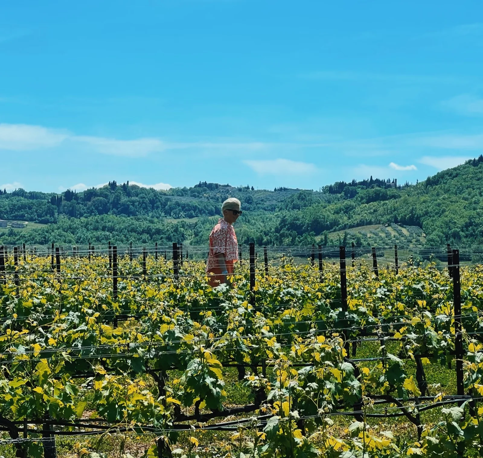 Person walking through a vineyard in Tuscany, with rolling green hills and blue sky beyond