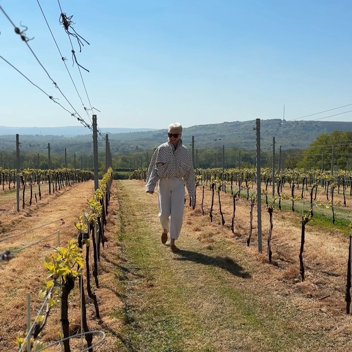 Person walking through a vineyard on a sunny day