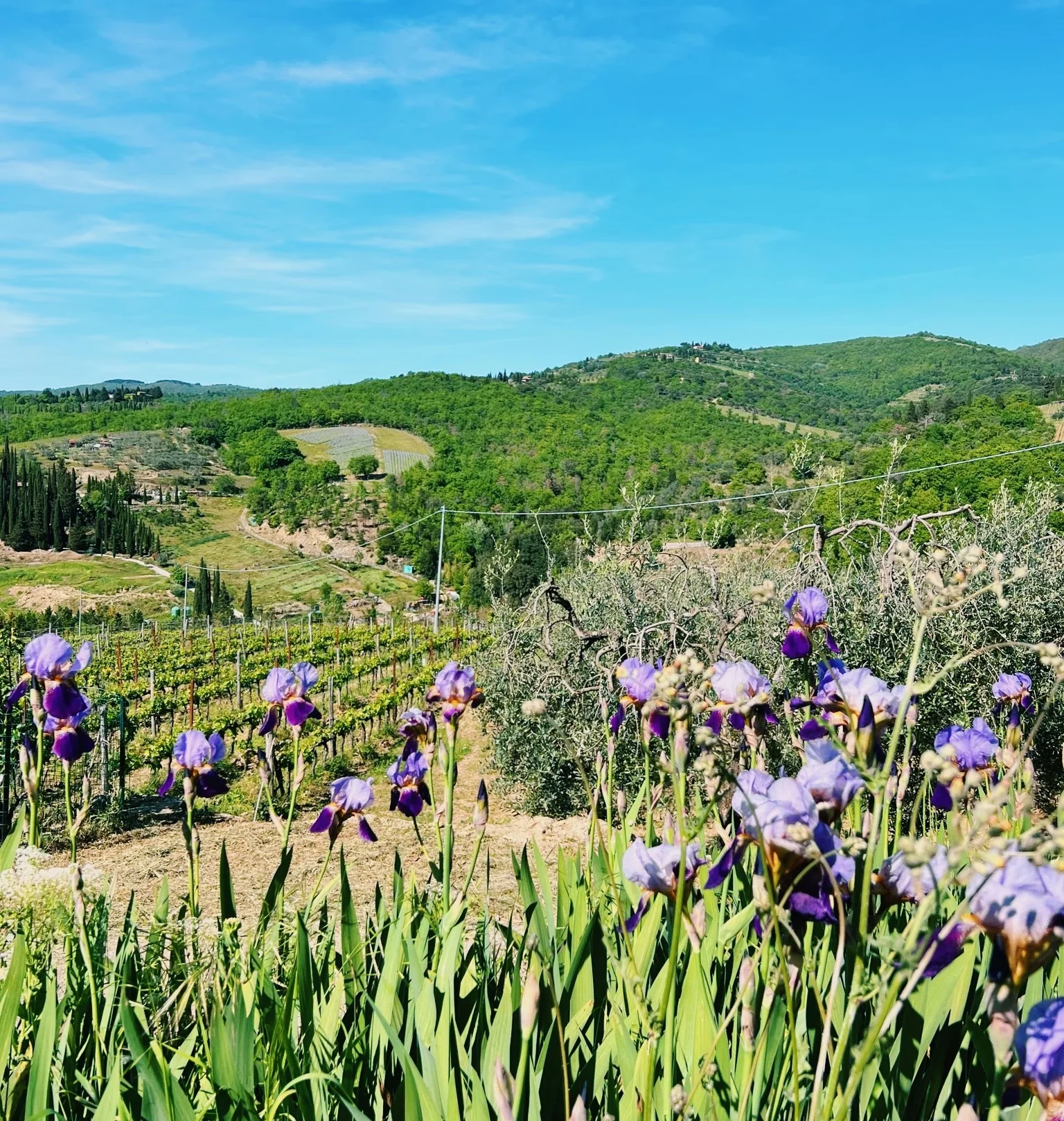 Purple irises beside vineyard rows, olive trees and rolling green hills in Tuscany