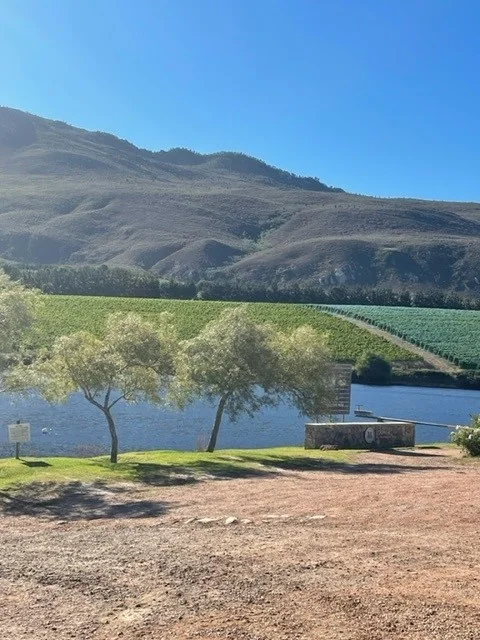 Vineyard landscape with river, olive trees and hills under blue sky