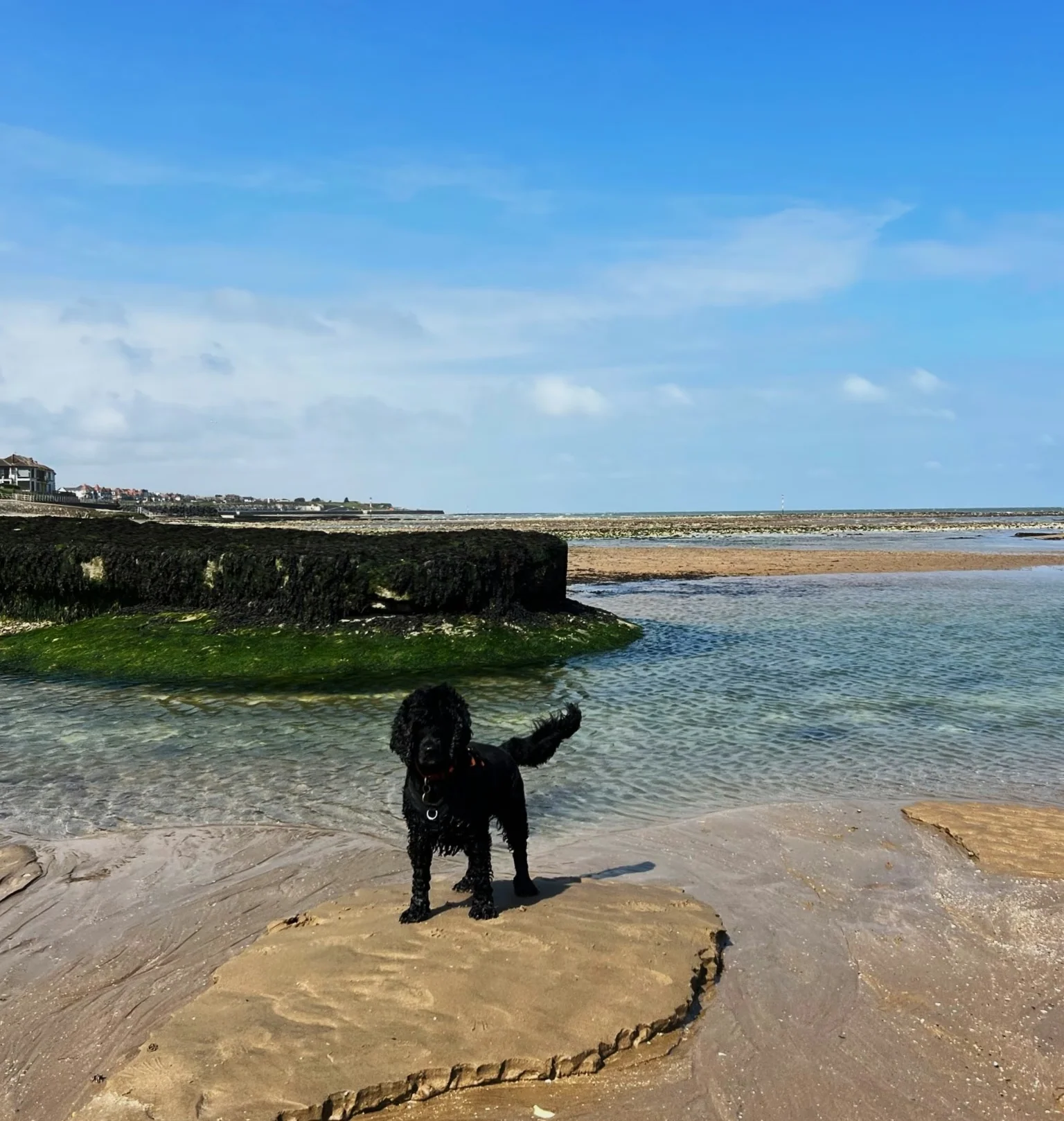 Black dog standing on a rock beside shallow seawater at Margate