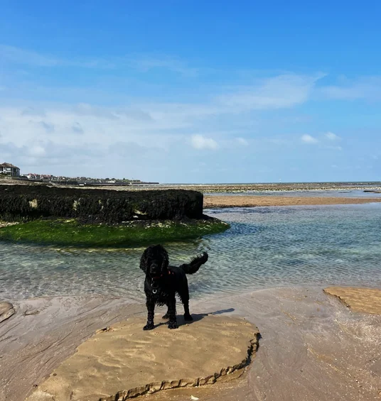 Black dog standing on a rock beside shallow seawater at Margate