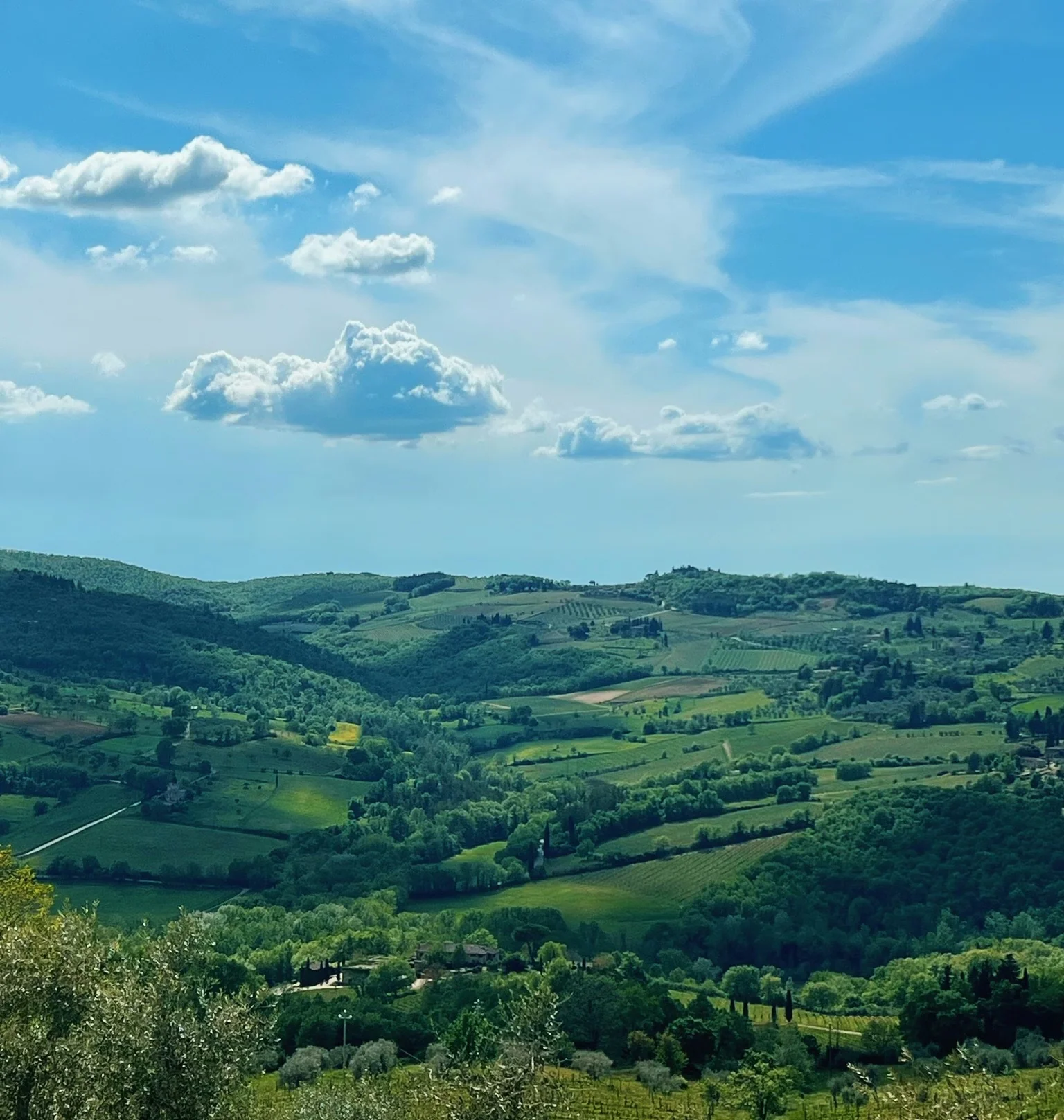 Rolling Tuscan vineyards and olive groves beneath a bright blue sky, viewed from Fontodi Winery