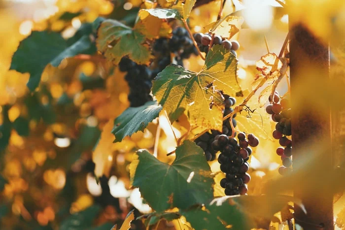 Sunlit grape clusters on vine with autumn leaves
