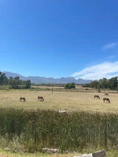 Horses grazing in a field with mountains and blue sky