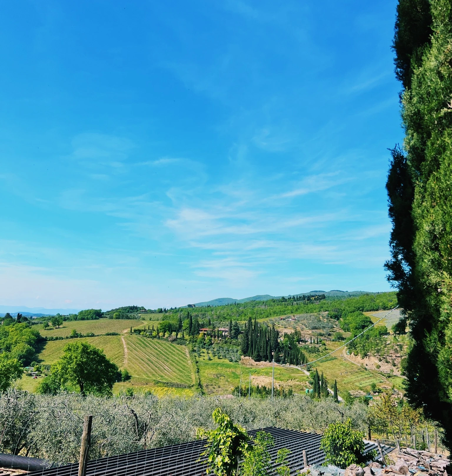 Tuscan vineyard landscape with cypress trees, olive groves and rolling hills beneath a bright blue sky