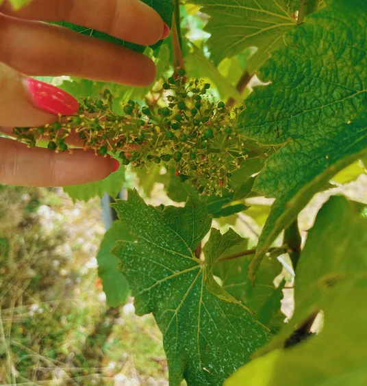 Hand with red-painted nails holding a developing grape cluster among vine leaves