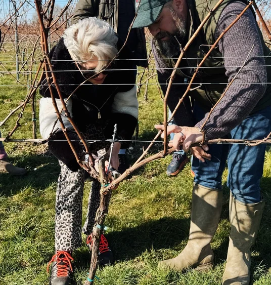 Two people prune grapevines in a vineyard, with two others standing behind them.
