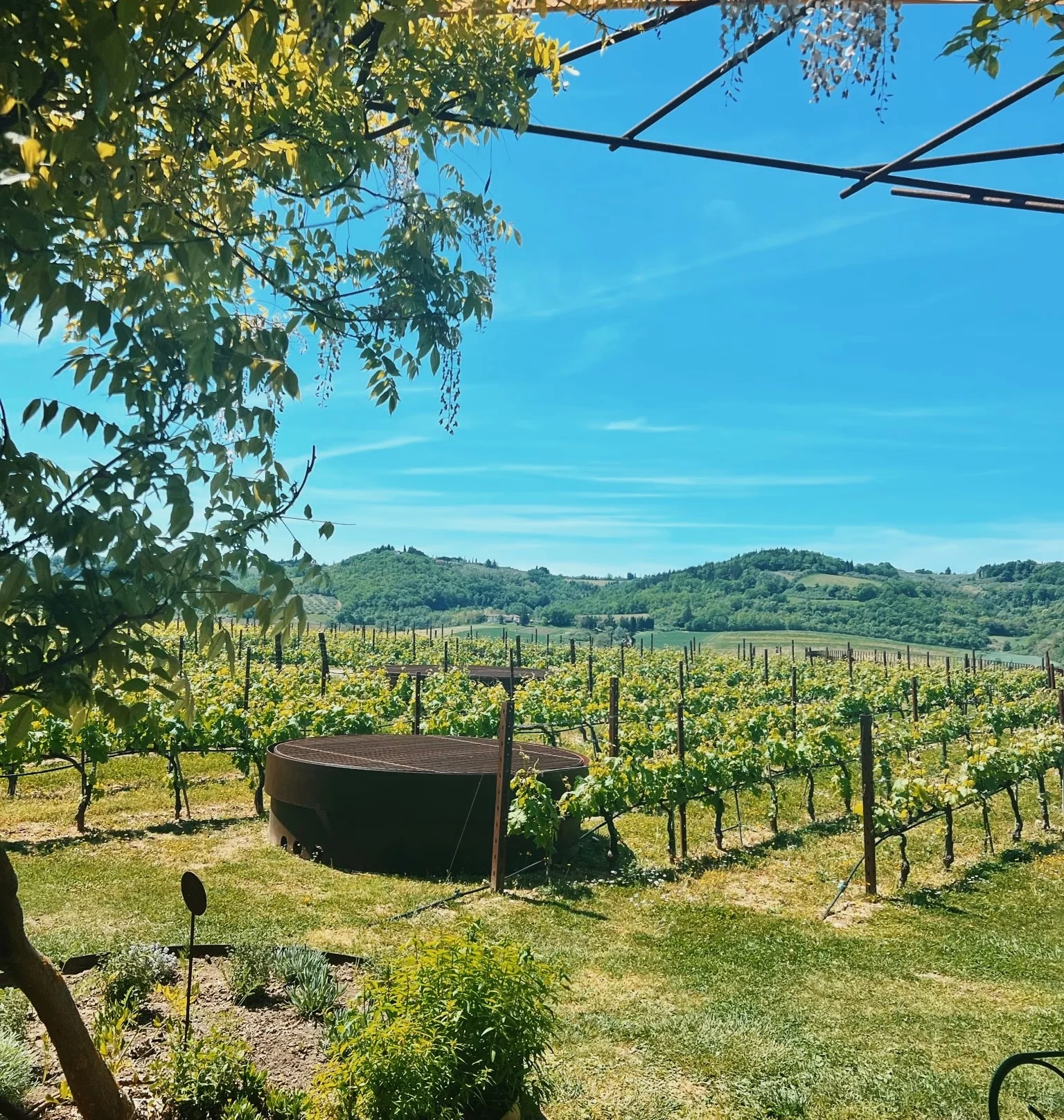 Tuscan vineyard with rows of vines, green hills and a shaded outdoor seating area