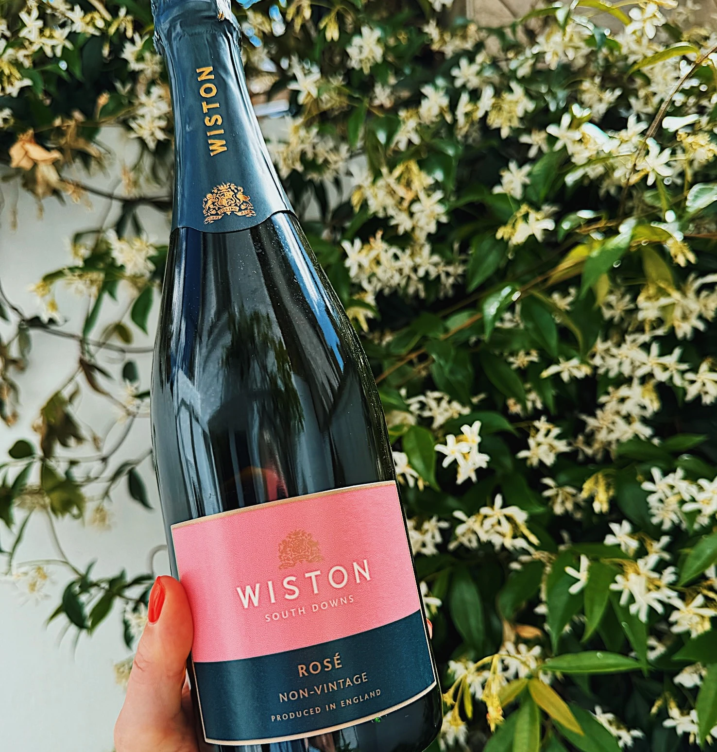 Wiston Rosé sparkling wine bottle held in front of flowering jasmine