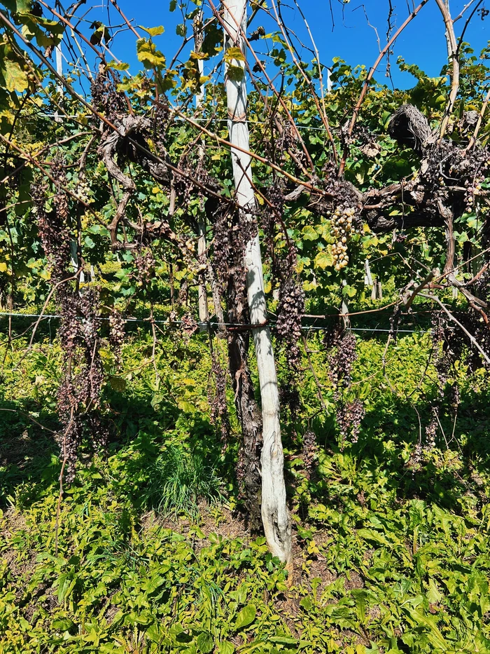 Gnarled grapevines with ripening grape clusters in a sunny vineyard