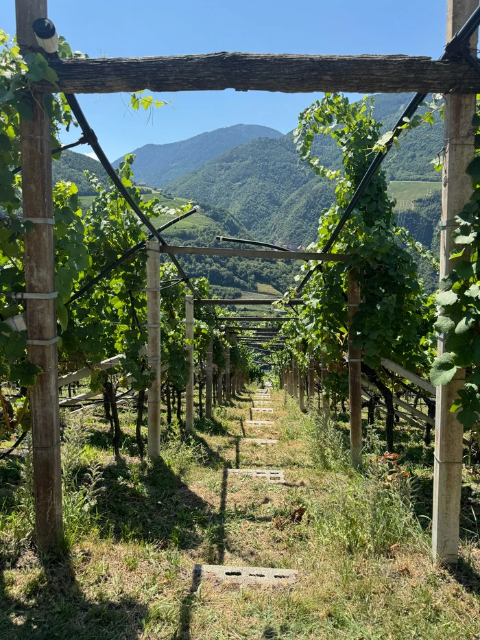 Vineyard rows descending towards forested mountains in Alto Adige