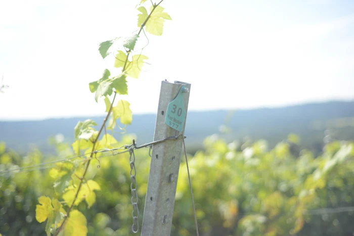 Vine row with a numbered Pinot Meunier vine marker overlooking a green valley