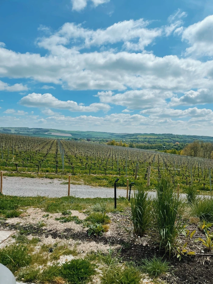 Rows of vines overlooking rolling green countryside beneath a blue sky with clouds