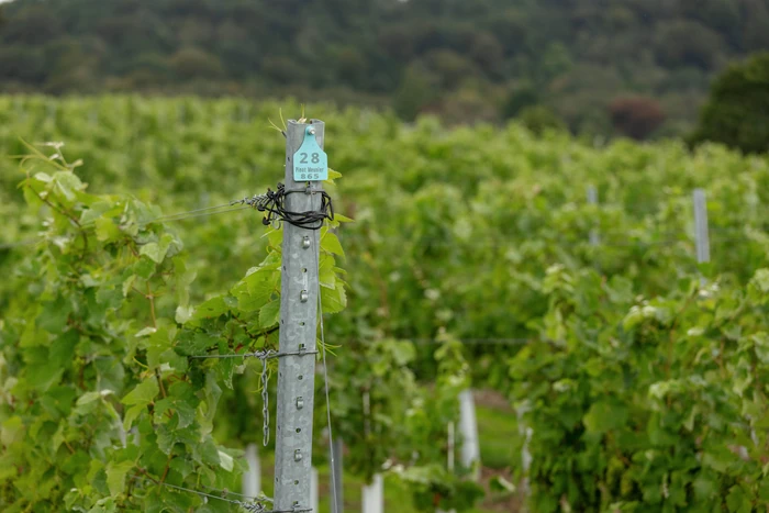 Vineyard post marked 28, Pinot Meunier 865, among rows of green vines