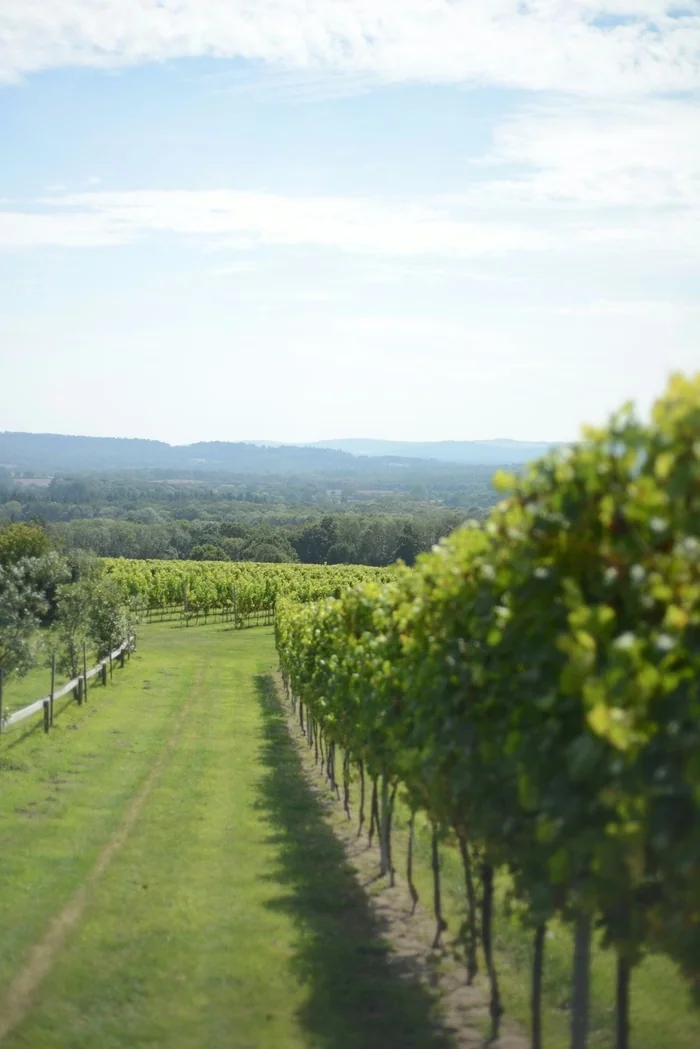 Rows of vines lead across a sunlit vineyard towards rolling countryside