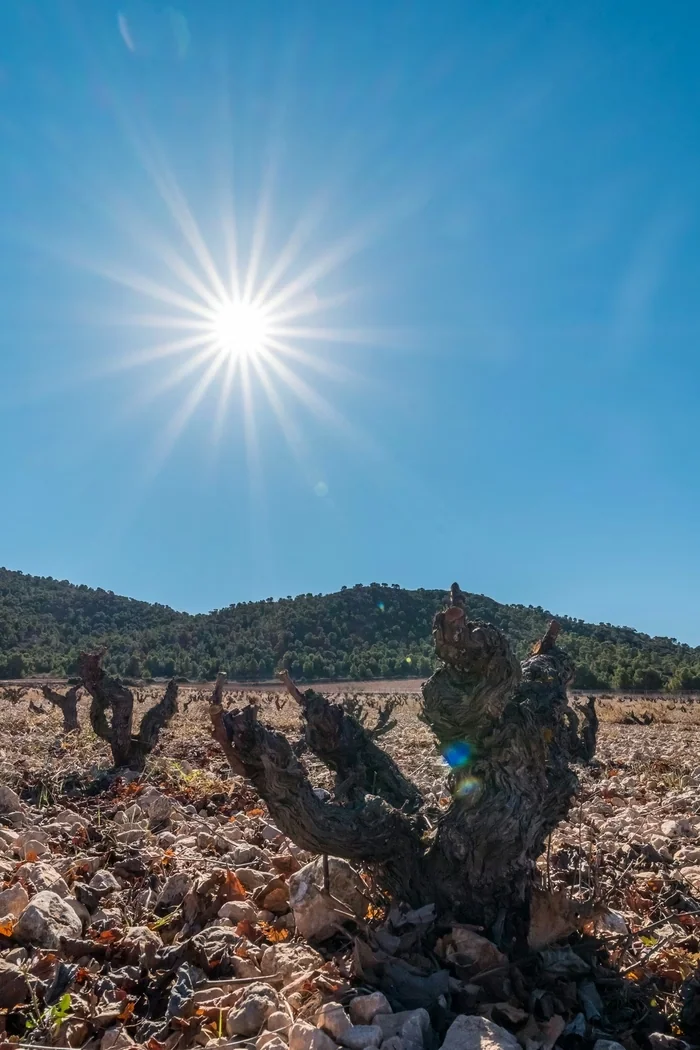Old gnarled vines in a rocky vineyard beneath a bright sun and wooded hills