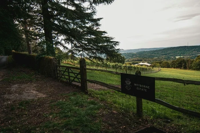 Vineyard and distant hills viewed from the entrance to Weyborne Estate