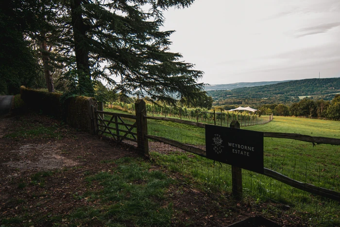 Vineyard and distant hills viewed from the entrance to Weyborne Estate