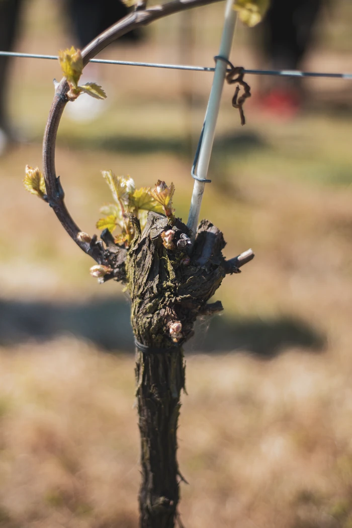 Close-up of a budding grapevine trained along vineyard wires