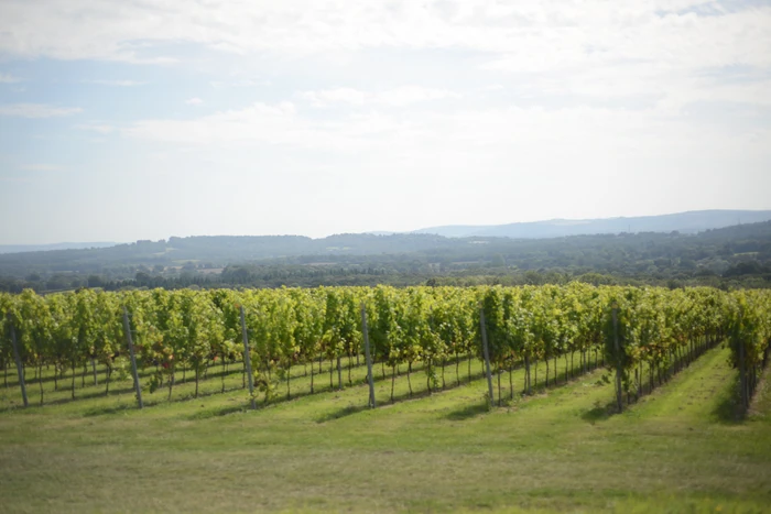 Vineyard rows overlooking a wooded English countryside landscape