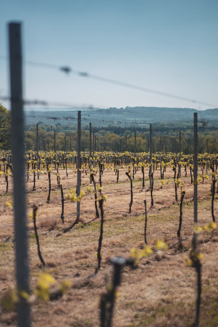 Vineyard rows with young vines and rolling countryside beyond