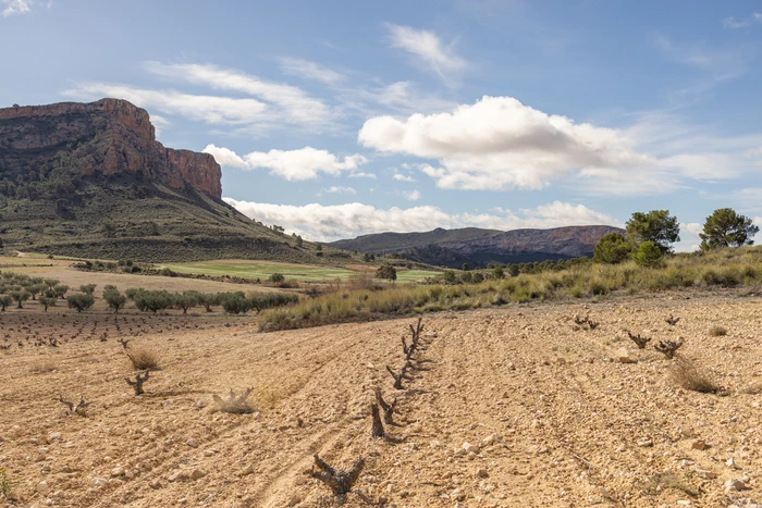 Old vines in a rocky vineyard beneath rugged mountains and a blue sky